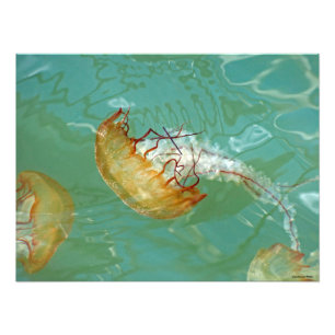 Foto Jellyfish 24X18 Sea Nettle