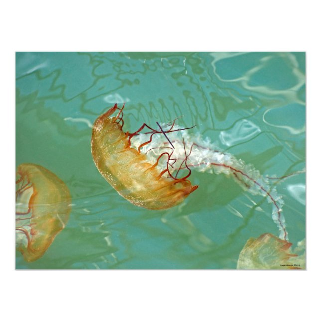 Foto Jellyfish 24X18 Sea Nettle (Frente)