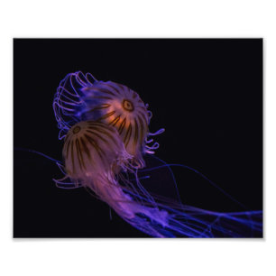 Foto Jellyfish Dance Partners