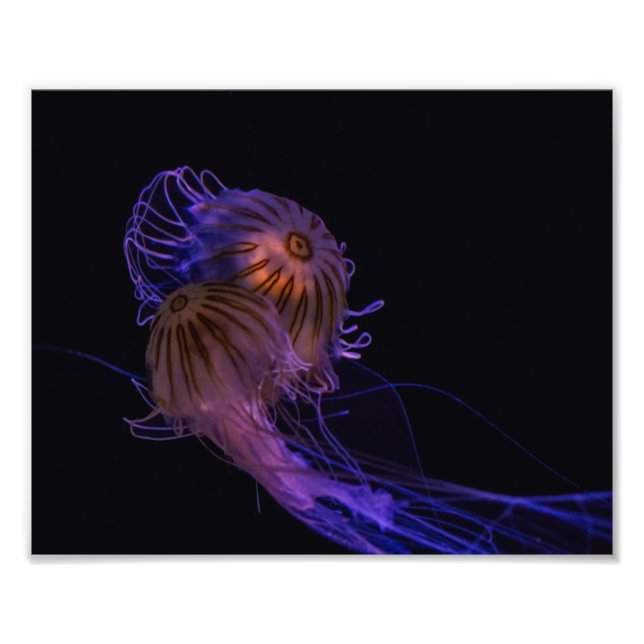 Foto Jellyfish Dance Partners (Frente)