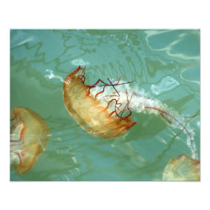 Foto Jellyfish de Nettle 20X16