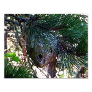 Foto Jerarquía calva de los avispones de la cara