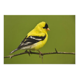 Foto Jilguero americano macho en plumaje reproductivo,