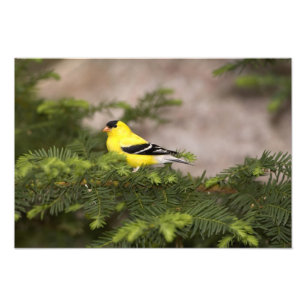 Foto Jilguero americano macho en un árbol