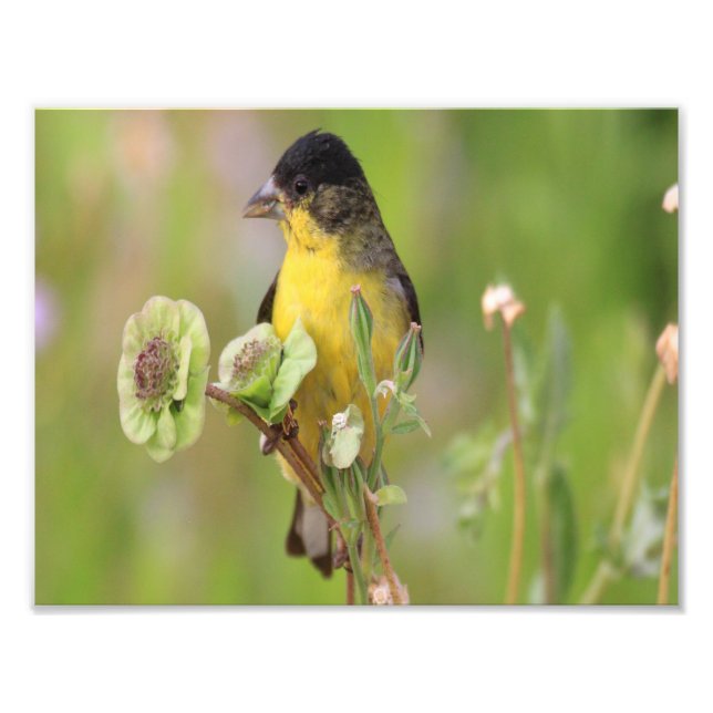Foto Jilguero macho posado en flores (Frente)