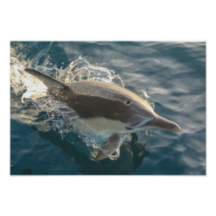 Foto Jinete residente