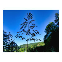Johnson Grass