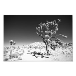 Foto Joshua Tree