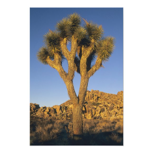 Foto Joshua Tree, Yucca brevifolia) y granito (Frente)