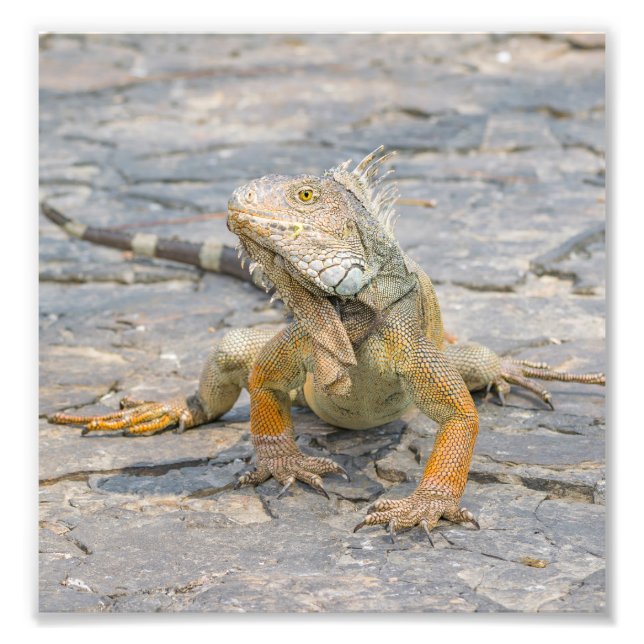 Foto Joven Iguana (Frente)