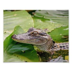 Foto Joven lagarto