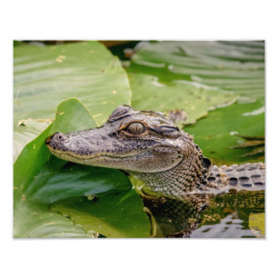 Foto Joven lagarto 14x11
