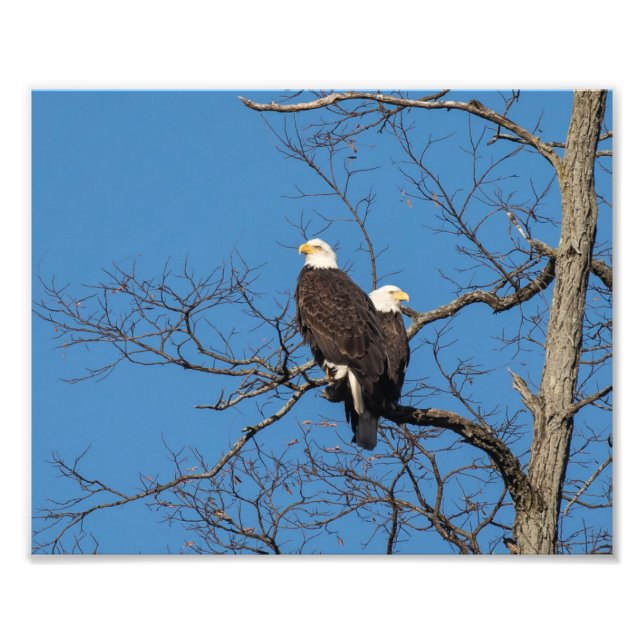 Foto Joven pareja de águila calva (Frente)