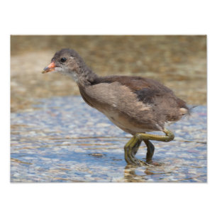 Foto Jóven pollito de Coot Euroasiático