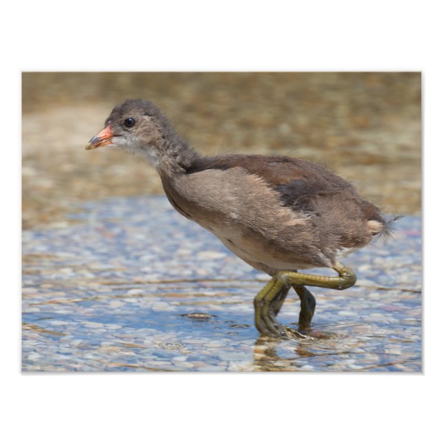 Foto Jóven pollito de Coot Euroasiático (Frente)