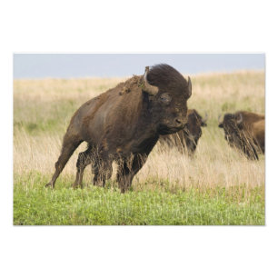Foto Joven toro de bisonte fogoso en Tallgrass