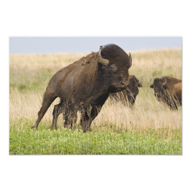 Foto Joven toro de bisonte fogoso en Tallgrass (Frente)