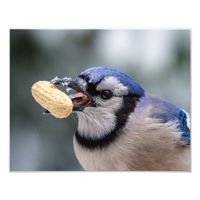 Foto Judía azul con un maní (Frente)