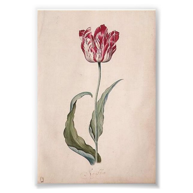 Foto Judith Leyster Tulip Print (Frente)
