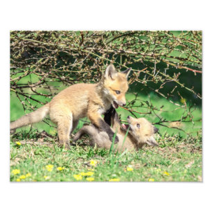 Foto Juego de 14x11 Red Fox Kits