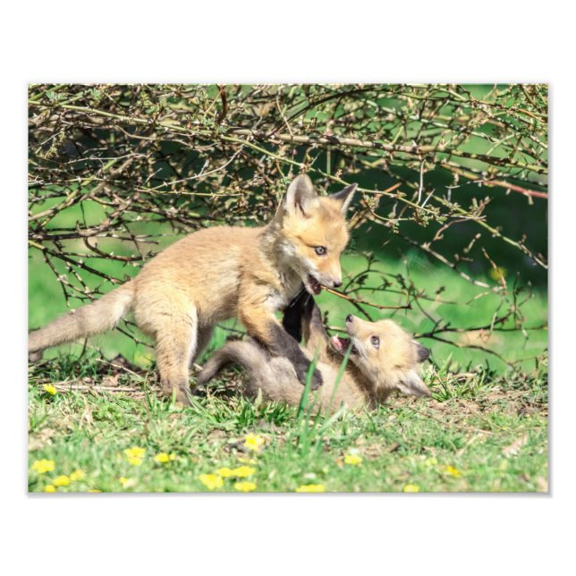 Foto Juego de 14x11 Red Fox Kits (Frente)