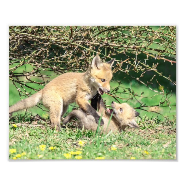 Foto Jugando 10x8 Red Fox Kits (Frente)