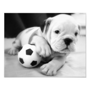 Foto ¡Juguemos al fútbol!  Perrito inglés del bulldo