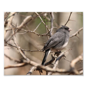 Foto Junco de ojos oscuros