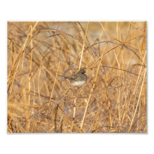 Foto Junco En Icy Grass