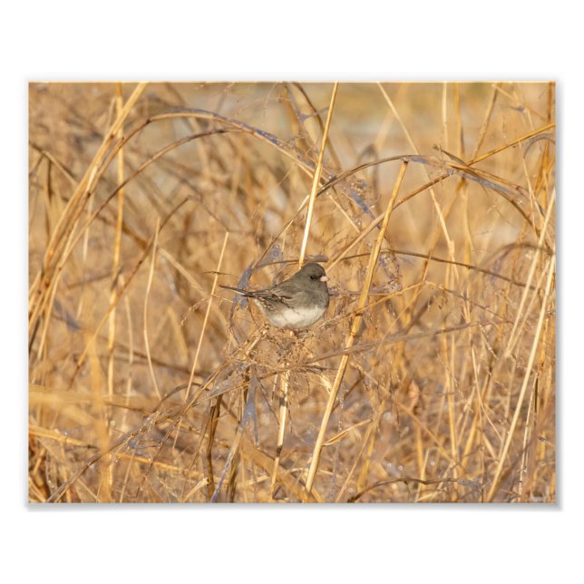 Foto Junco En Icy Grass (Frente)