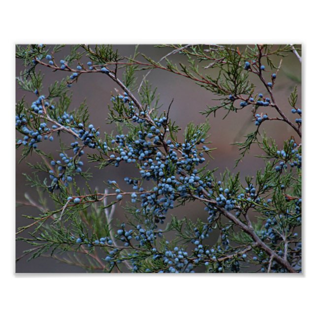 Foto Juniper berries (Frente)