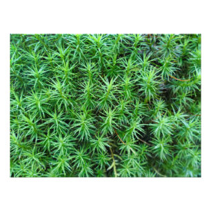 Foto Juniper Hair Cap Moss