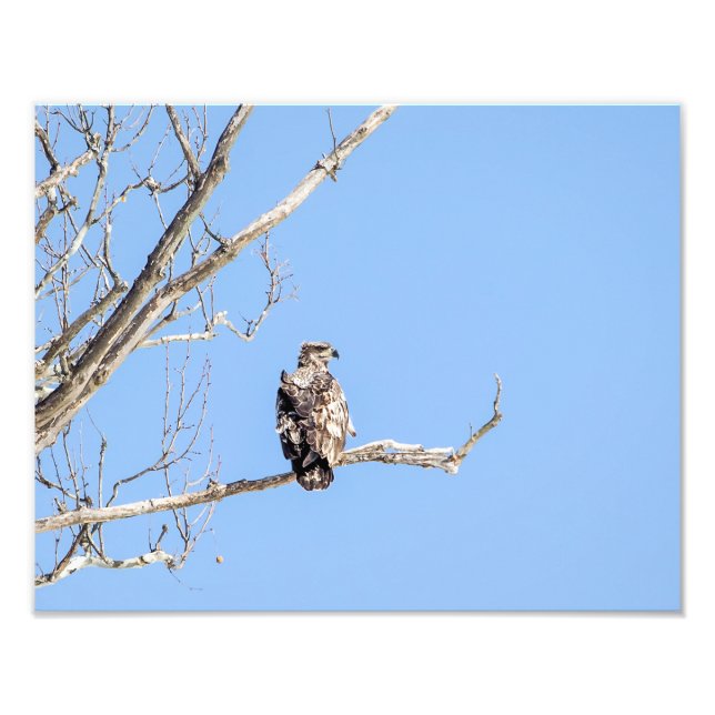 Foto Juvenile Bald Eagle (Frente)