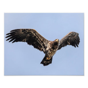 Foto Juvie Eagle Overhead