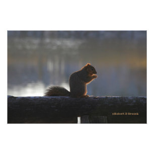 Foto Kansas Fox Tail Squirrel Poster/Foto Ampliación
