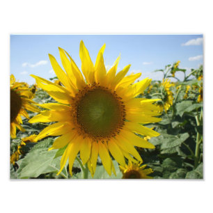 Foto Kansas Sunflower
