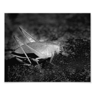 Foto Katydid Grasshopper In Black And White Insect 8x10