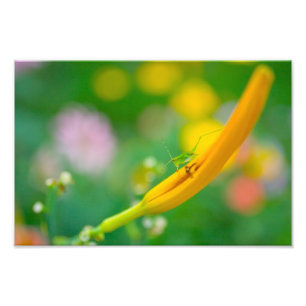 Foto Katydid y flores