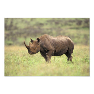 Foto Kenia, Parque Nacional de Nairobi. Rinoceronte neg