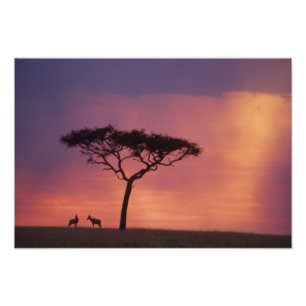 Foto Kenia: Parque Nacional Masai Mara, Atardecer.