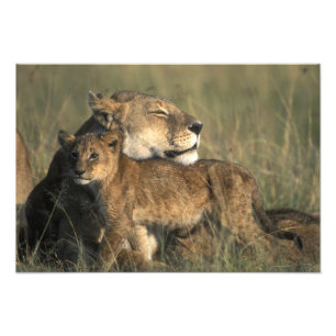 Foto Kenia, Reserva de caza Masai Mara, Leona