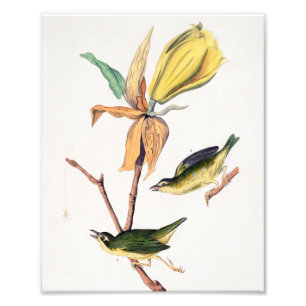 Foto Kentucky Fly-Catching Warbler Birds Ilustracion