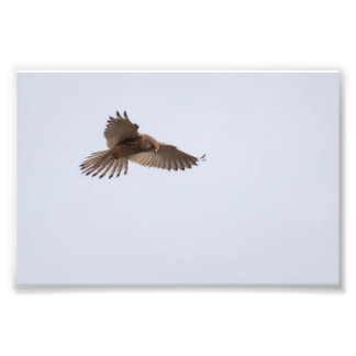 Foto Kestrel