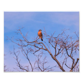 Foto Kestrel Hawk americano