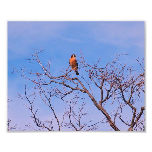 Foto Kestrel Hawk americano (Frente)