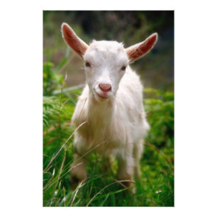 Foto Kid Goat