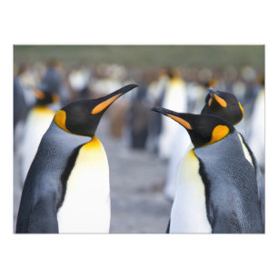 Foto King Penguins