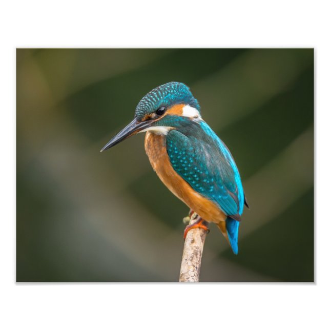 Foto KIngfisher (Frente)