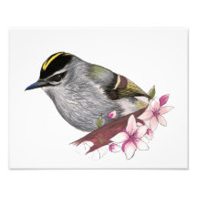 Kinglet
