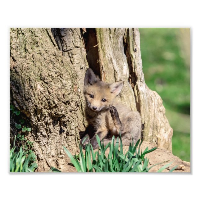 Foto Kit Fox 10x8 en el Valle Hudson (Frente)